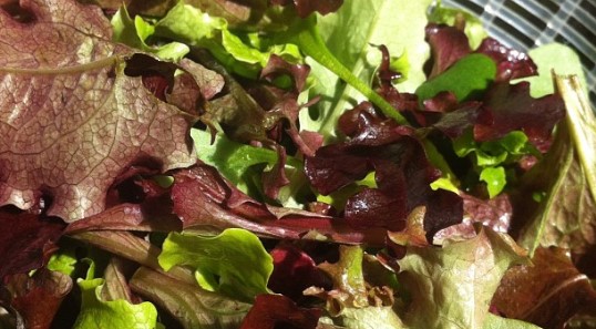 Salad Mix Grown in Winter High Tunnel