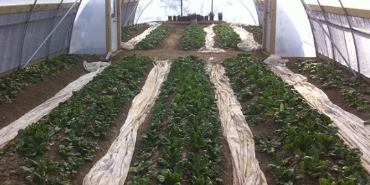 Spinach in Winter High Tunnel